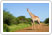 Safari